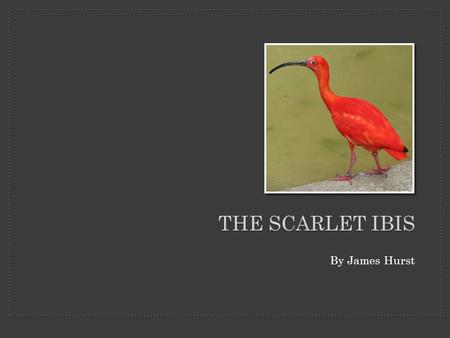 The scarlet Ibis By James Hurst.