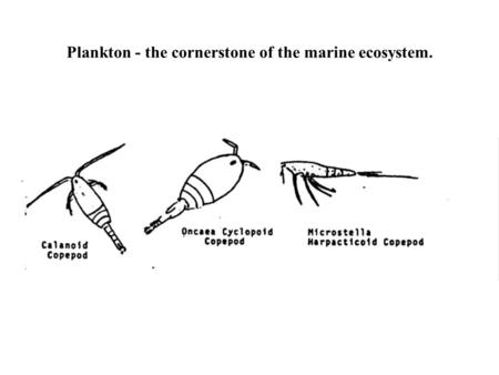 Plankton - the cornerstone of the marine ecosystem.