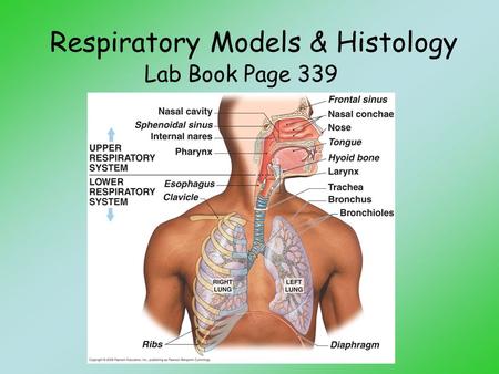 Respiratory Models & Histology Lab Book Page 339.