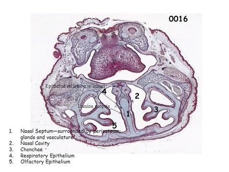 0016 1 2 3 4 5 1.Nasal Septum—surrounded by periosteum; glands and vasculature 2.Nasal Cavity 3.Chonchae 4.Respiratory Epithelium 5.Olfactory Epithelium.