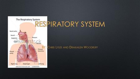 T HE NOSE AND NASAL CAVITY FORM THE MAIN EXTERNAL OPENING FOR THE RESPIRATORY SYSTEM AND ARE THE FIRST SECTION OF THE BODY ’ S AIRWAY — THE RESPIRATORY.