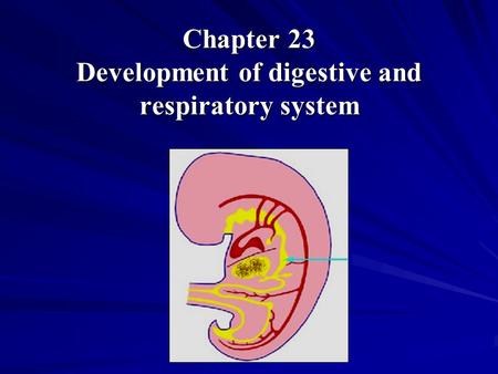 Chapter 23 Development of digestive and respiratory system