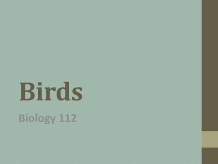 Birds Biology 112. What are birds? Reptile-like creatures that have a constant internal temperature Two legs covered with scales Front legs have been.