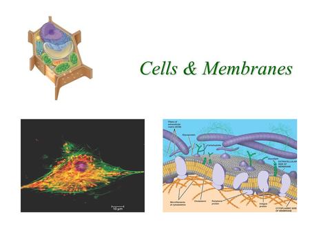 Cells & Membranes Prokaryotic vs. Eukaryotic Cells Why would it benefit a cell have to membrane-bound organelles? –Different “compartments” for specific.