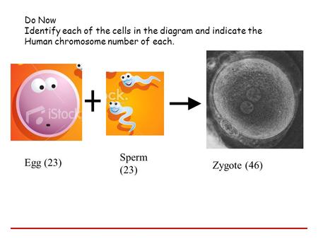 Do Now Identify each of the cells in the diagram and indicate the Human chromosome number of each. Sperm (23) Egg (23) Zygote (46)