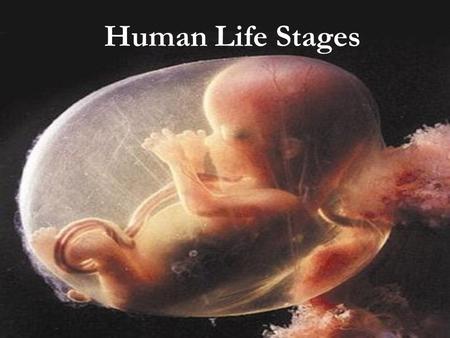 Human Life Stages.