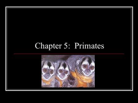 Chapter 5: Primates.