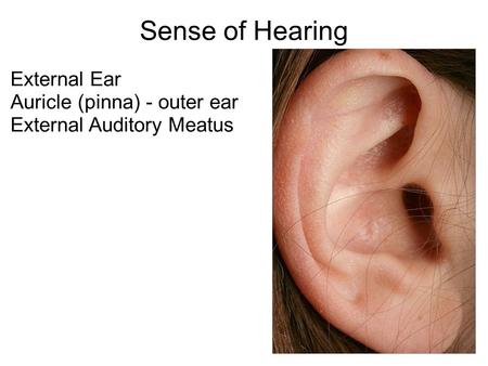 Sense of Hearing External Ear Auricle (pinna) - outer ear External Auditory Meatus.