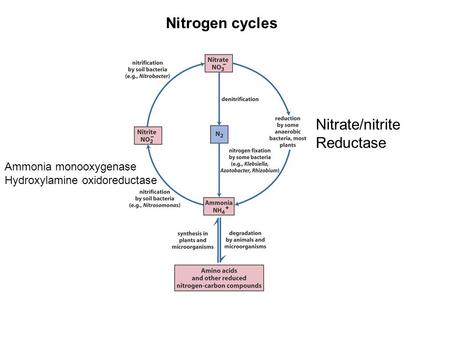 Nitrogen cycles Nitrate/nitrite Reductase Ammonia monooxygenase Hydroxylamine oxidoreductase.