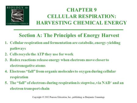 Copyright © 2002 Pearson Education, Inc., publishing as Benjamin Cummings Section A: The Principles of Energy Harvest 1.Cellular respiration and fermentation.