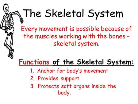 Functions of the Skeletal System:
