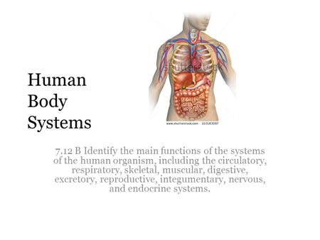 Human Body Systems 7.12 B Identify the main functions of the systems of the human organism, including the circulatory, respiratory, skeletal, muscular,
