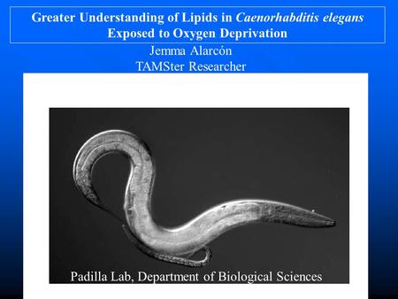 Greater Understanding of Lipids in Caenorhabditis elegans Exposed to Oxygen Deprivation Padilla Lab, Department of Biological Sciences Jemma Alarcón TAMSter.
