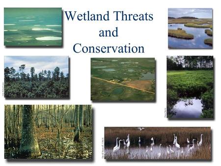 Wetland Threats and Conservation. Controversial Issue n The issue of how much wetland acreage has been lost in the United States has led to heated debates.