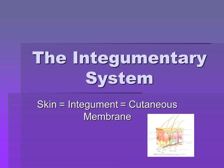 The Integumentary System Skin = Integument = Cutaneous Membrane.