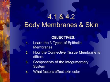 4.1 & 4.2 Body Membranes & Skin OBJECTIVES: 1. Learn the 3 Types of Epithelial Membranes 2. How the Connective Tissue Membrane is differs. 3. Components.