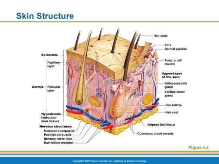 Skin Structure Figure 4.4.