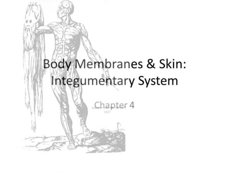 Body Membranes & Skin: Integumentary System Chapter 4.