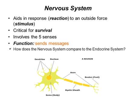 Nervous System Aids in response (reaction) to an outside force (stimulus) Critical for survival Involves the 5 senses Function: sends messages  How does.