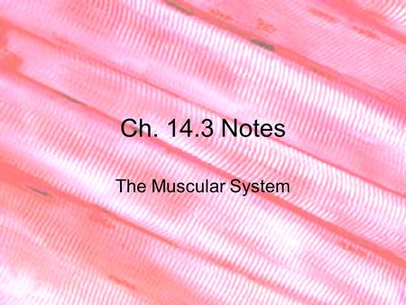 Ch. 14.3 Notes The Muscular System. There are about 600 muscles in the human body. Muscles have many functions such as: –Keep your heart beating –Pull.