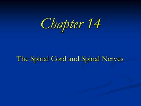 Chapter 14 The Spinal Cord and Spinal Nerves. Spinal Cord Begins at foramen magnum extends down to L1/L2. Begins at foramen magnum extends down to L1/L2.
