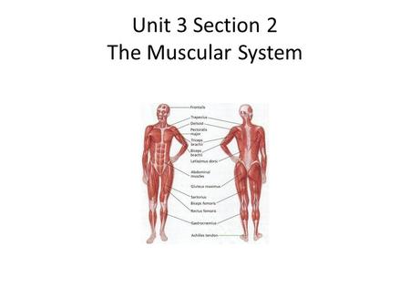 Unit 3 Section 2 The Muscular System. The Muscular System Objectives: I will list three kinds of muscle tissue. I will describe how skeletal muscles move.