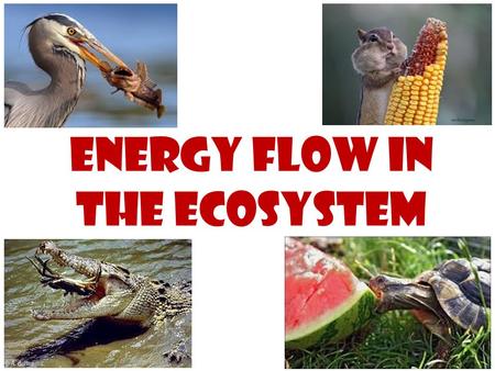 Energy Flow in the Ecosystem. Food chain – shows which organisms each which in an ecosystem.