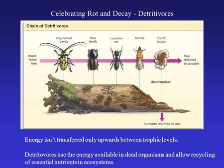Celebrating Rot and Decay - Detritivores Energy isn’t transferred only upwards between trophic levels. Detritovores use the energy available in dead organisms.