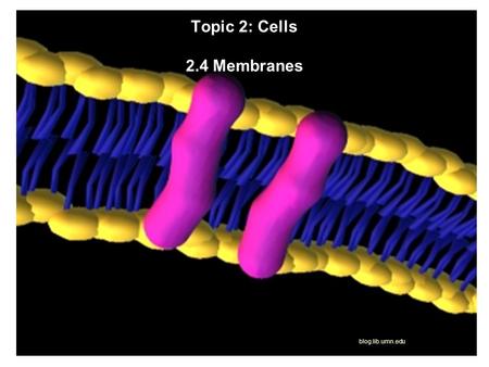Topic 2: Cells Topic 2: Cells 2.4 Membranes blog.lib.umn.edu.