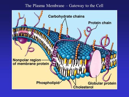 The Plasma Membrane – Gateway to the Cell