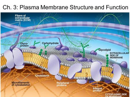 Ch. 3: Plasma Membrane Structure and Function. δ + δ - Water molecules have polar covalent bonds. Biochemistry: The unique properties of water Hydrogen.