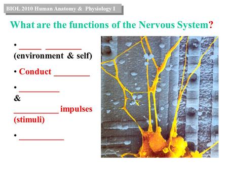 What are the functions of the Nervous System? _____ ________ (environment & self) Conduct ________ _________ & __________ impulses (stimuli) __________.