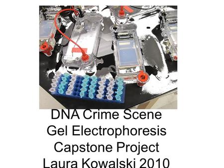 DNA Crime Scene Gel Electrophoresis Capstone Project Laura Kowalski 2010.