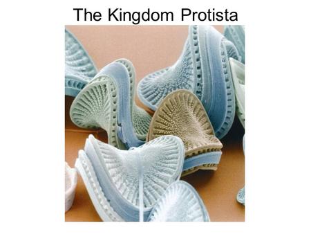 The Kingdom Protista. What Is a Protist? Classification of Protists One way protists can be classified is by how they obtain nutrition: –Heterotrophs.