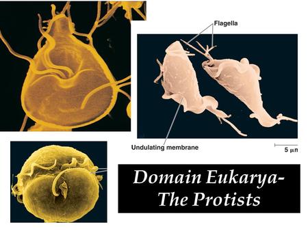 Domain Eukarya- The Protists `. Most taxonomists now recognize the domain as the largest taxon. The three taxa at the domain level are the Bacteria, Archaea,