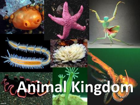 Animal Kingdom. Animals Domain: Eukarya Kingdom: Animalia Characteristics of the Kingdom Animalia: 1)Acquire food via ingesting food then digesting the.