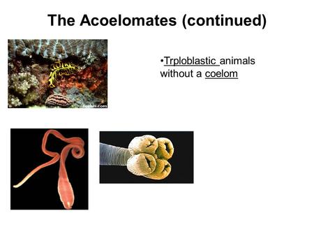 The Acoelomates (continued)