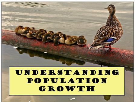 Understanding Population Growth. Population Ecology Deals with #’s of indiv. in a species How and why their numbers are the way they are.