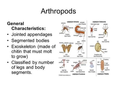 Arthropods General Characteristics: Jointed appendages