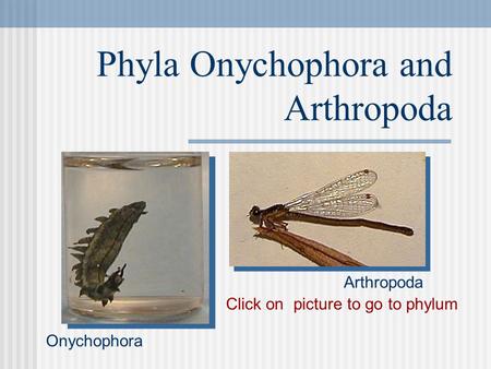 Phyla Onychophora and Arthropoda Click on picture to go to phylum Onychophora Arthropoda.