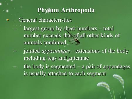 Phylum Arthropoda General characteristicsGeneral characteristics –largest group by sheer numbers – total number exceeds that of all other kinds of animals.