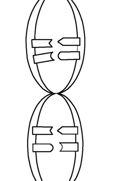 ‘s Animal Book Directions: Color each part of the DNA according to the number. 1. Green 2. Blue 3. Purple 4. Yellow 5. Red Modified from