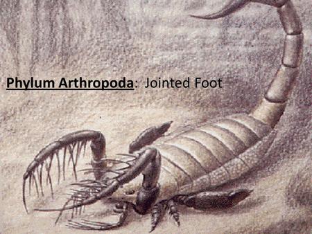 Phylum Arthropoda: Jointed Foot