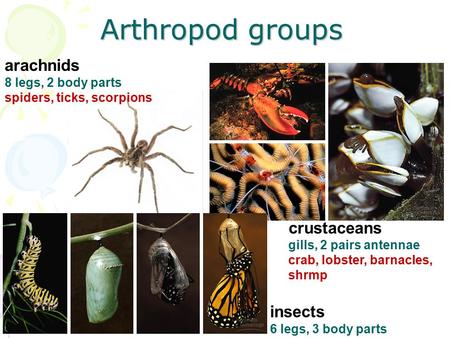 Arthropod groups arachnids crustaceans insects 8 legs, 2 body parts