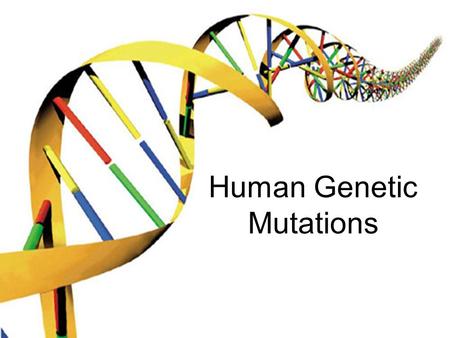 Human Genetic Mutations. 2 Main Types of Mutations 1.) Chromosomal Mutations 2.) Gene Mutations.