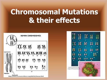 Chromosomal Mutations & their effects