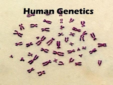 Human Genetics Review – What is a GENE? A gene is the unit that controls traits Genes are passed from parents to offspring Genes are located on our chromosomes.
