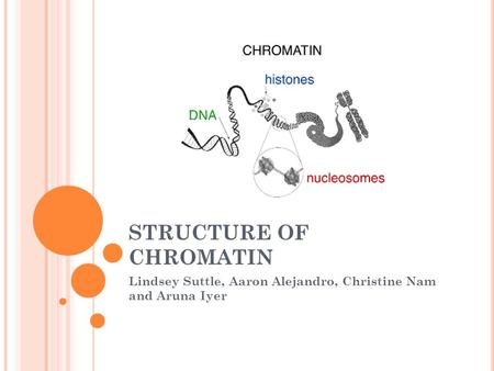 STRUCTURE OF CHROMATIN
