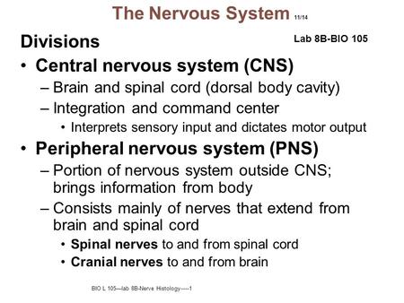 Central nervous system (CNS)
