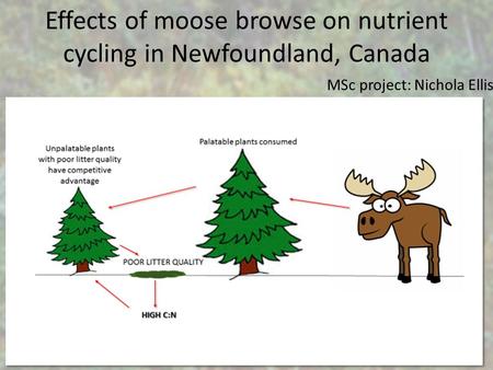Effects of moose browse on nutrient cycling in Newfoundland, Canada MSc project: Nichola Ellis.